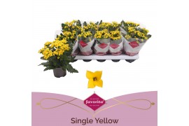 Kalanchoe solana yellow favorita stadium 1