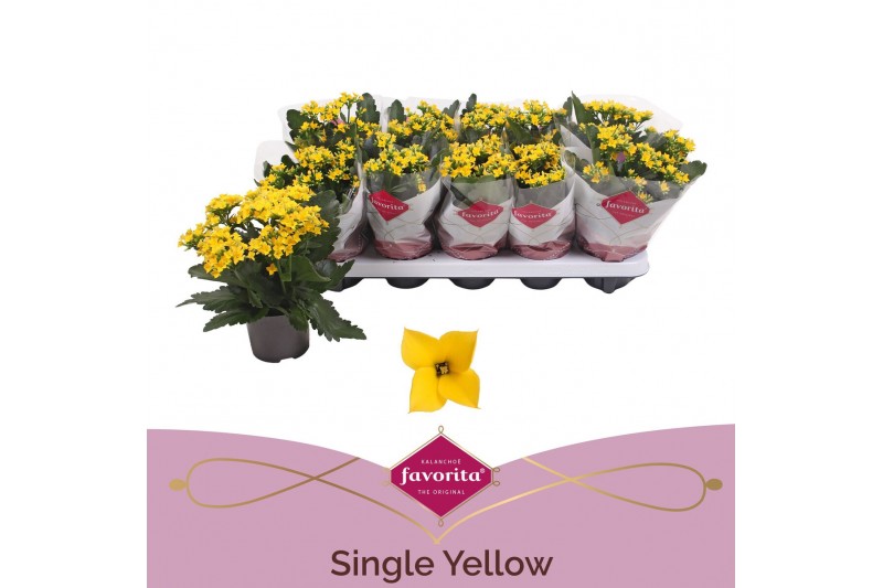 Kalanchoe solana yellow favorita stadium 1 