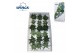 Haworthia snij Mix (wincx) Cutflower 999 