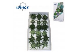 Haworthia snij Mix (wincx) Cutflower 999