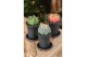 Cactus Exclusive Cactus Mix 