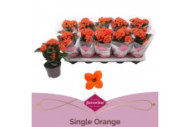 Kalanchoe acheron favorita oranje, stadium 1