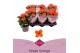 Kalanchoe acheron favorita oranje, stadium 1 