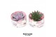 Arrangementen succulenten rootless succulent mix in love box for table 