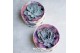 Arrangementen succulenten rootless echeveria pulidonis in love box for 