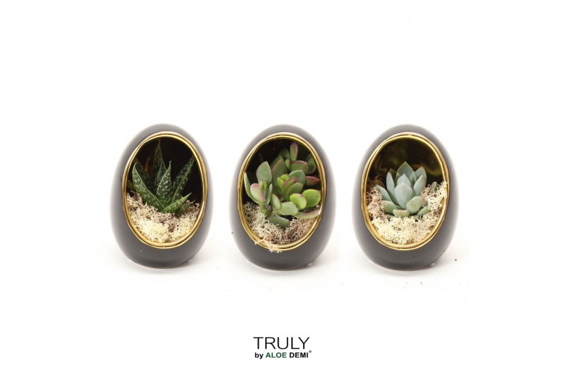 Arrangementen succulenten TRULY Succulent mix Egg black gold 