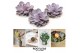 Echeveria purple pearl ROOTLESS 12-14 cm, solo 