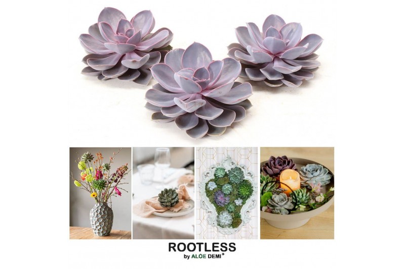 Echeveria purple pearl ROOTLESS 12-14 cm, solo 