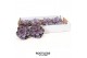 Echeveria purple pearl ROOTLESS 12-14 cm, solo 