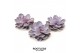 Echeveria purple pearl ROOTLESS 12-14 cm, solo 