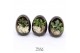 Arrangementen succulenten TRULY Crassula, Egg black gold 1 pp 
