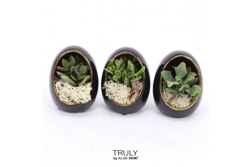 Arrangementen succulenten TRULY Crassula, Egg black gold 1 pp 
