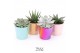 Succulenten TRULY Pink, Peach, Turquoise, Red - pearl shine mix 