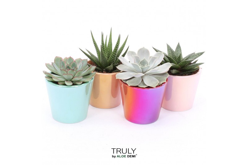 Succulenten TRULY Pink, Peach, Turquoise, Red - pearl shine mix 