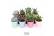 Succulenten TRULY Pink, Peach, Turquoise, Red - pearl shine mix 