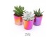 Succulenten TRULY Red pearl shine 