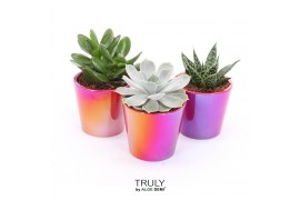 Succulenten TRULY Red pearl shine