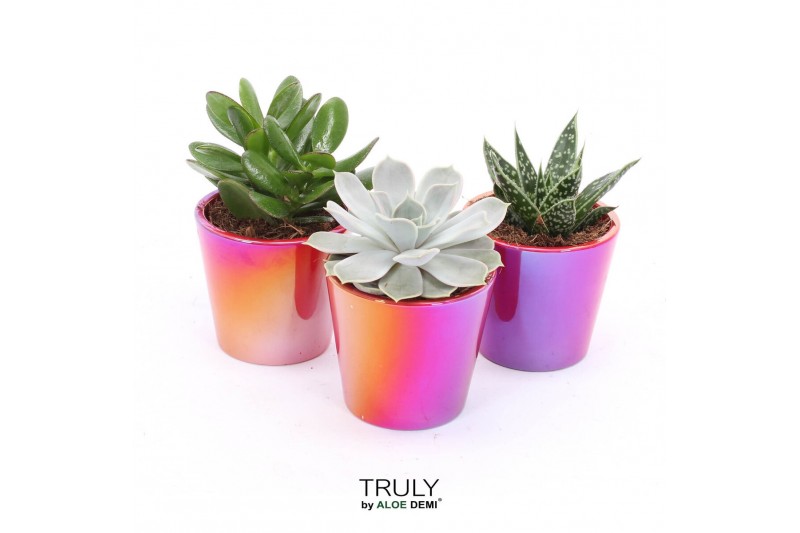 Succulenten TRULY Red pearl shine 