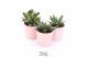 Succulenten TRULY Pink pearl shine 
