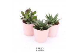 Succulenten TRULY Pink pearl shine
