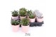 Succulenten TRULY Pink pearl shine 