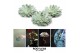Echeveria pulidonis ROOTLESS 12-14 cm, solo 