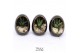 Arrangementen succulenten TRULY Haworthia, Gasteria, Egg Black gold 1  