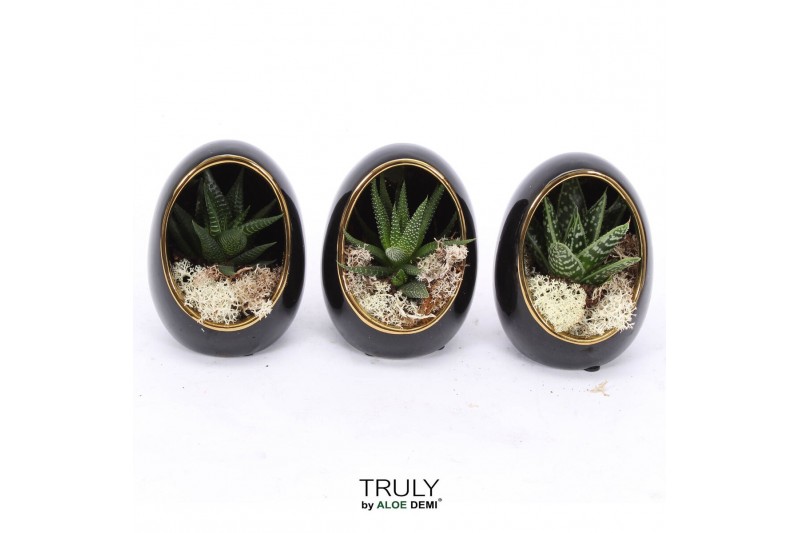 Arrangementen succulenten TRULY Haworthia, Gasteria, Egg Black gold 1  