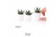 Arrangementen succulenten TRULY Succulent, White pot mini 1 pp 