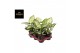 Aglaonema ivory jade 