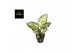 Aglaonema ivory jade 