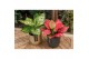 Aglaonema ivory jade 