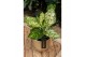 Aglaonema ivory jade 