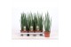 Sansevieria bacularis mikado 
