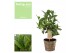 Laurus nobilis Struik houten sierpot 