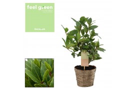 Laurus nobilis Struik houten sierpot