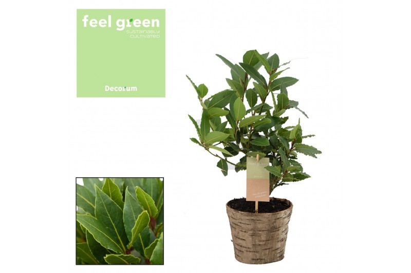 Laurus nobilis Struik houten sierpot 