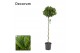 Laurus nobilis Laurus nobilis Spiraal stam 40 cm diameter 
