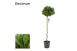 Laurus nobilis Laurus nobilis Spiraal stam 40 cm diameter