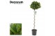 Laurus nobilis Laurus nobilis Spiraal stam 40 cm diameter 