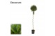 Laurus nobilis Laurus nobilis Spiraal stam 40 cm diameter 
