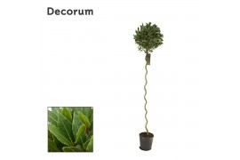 Laurus nobilis Laurus nobilis Spiraal stam 40 cm diameter