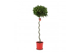 Laurus nobilis Laurus nobilis Spiraal stam 40 cm diameter