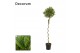 Laurus nobilis Laurus nobilis Spiraal stam 40 cm diameter 