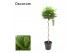 Laurus nobilis Spiraal stam 45 cm diameter 