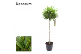 Laurus nobilis Spiraal stam 45 cm diameter
