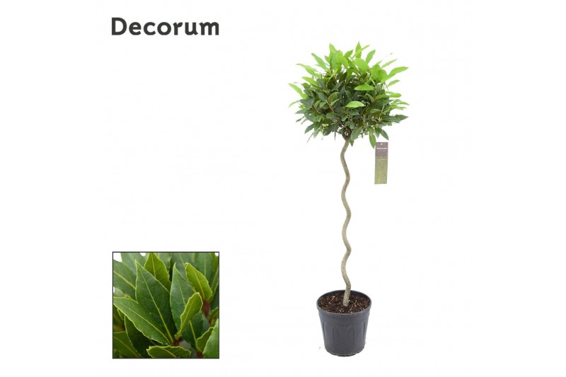 Laurus nobilis Spiraal stam 45 cm diameter Laurus nobilis Spiraal stam 45 cm diameter