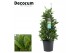 Laurus nobilis Laurus nobilis Piramide 5000 gram 20 cm diameter 