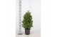 Laurus nobilis Laurus nobilis Piramide 5000 gram 20 cm diameter 