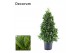 Laurus nobilis Laurus nobilis Piramide 30 cm diameter 